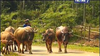 Jejak - Jejak Misterius Eps Awul 2 Manusia Berkepala Anjing Yang Berkelebat Part 1 - 29 September 20