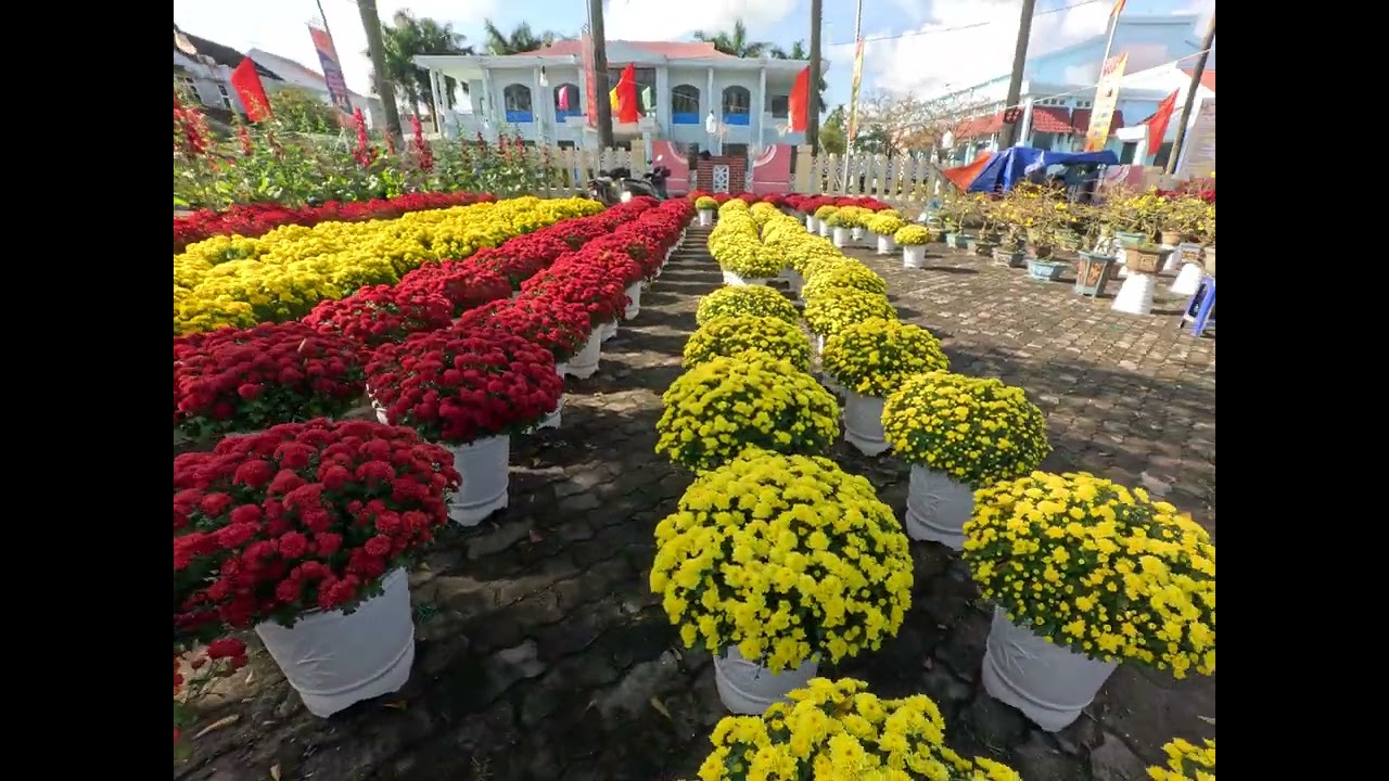 Hoa xuân Bính Ngọ 02-2026 017527