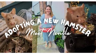 ADOPTING A HAMSTER | meet my new hamster Neville & watch him explore his new enclosure!