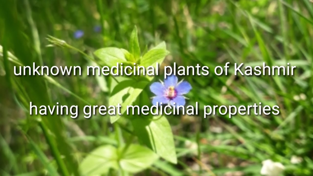 unknown medicinal plants of Kashmir having great medicinal properties