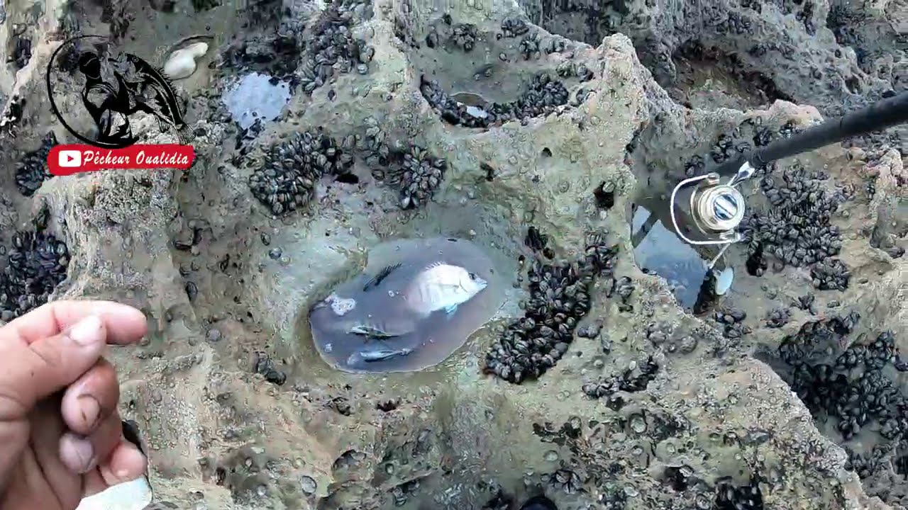 عودة الرايس شعيبة الى التقاوس من جديد 12/01/2021  الحصيلة آخر الفيديو فرجة ممتعة للجميع.