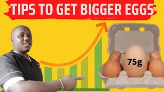 Tips on how to increase EGG SIZE, EGG PRODUCTION and more PROFITS screenshot 4
