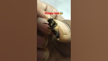 #Apis dorsata (Apidae) #honeybee #nature #animals #fly #music.