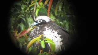 Black-fronted Piping-Guan - Pipile jacutinga - Intervales, Brazil