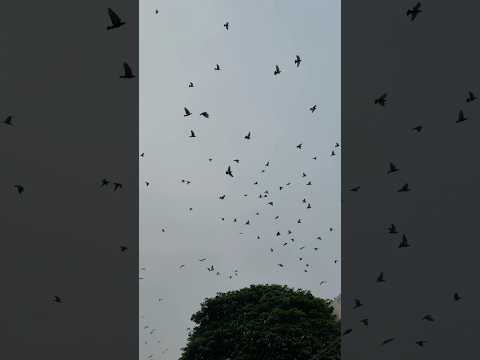 OMG Shorts Shortsfeed