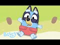 Carrera de bebs  episodio completo  bluey canal oficial espaol