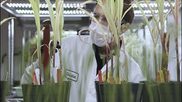 Leaps X Sound Agriculture:  Reducing Nitrogen Fertilizer Use (Trailer)