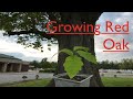 How to grow Red Oak trees from seed