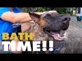 Thai ridgeback dog bath !!! の動画、YouTube動画。