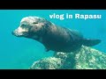 【ダイビング】ラパスの海を大公開！キュートなあの動物も登場！【vlog】