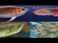 Arowana Fish Types at Lovely Aquarium Fish Shop