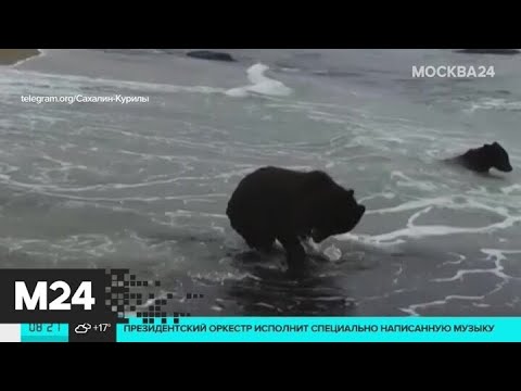 Сахалинский видеограф показал, как медведи ловят морскую капусту - Москва 24