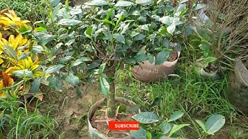 Bán cây chè xanh Thái Nguyên đã dâm ủ đảm bảo