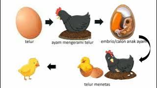 Materi Edukasi Perkembang Biakan Ayam