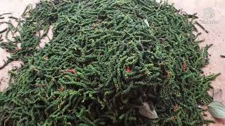 Black Pepper Harvesting|Black Pepper processing|Black Pepper harvesting machine