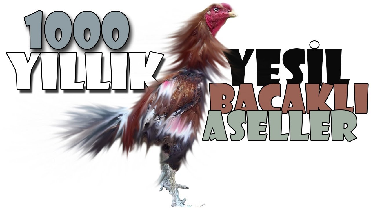 Nesli Değişmeyen Yeşil Bacaklı Afganistan Kulang Aseel