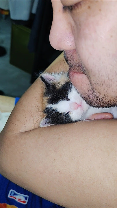CAT TENDERNESS
