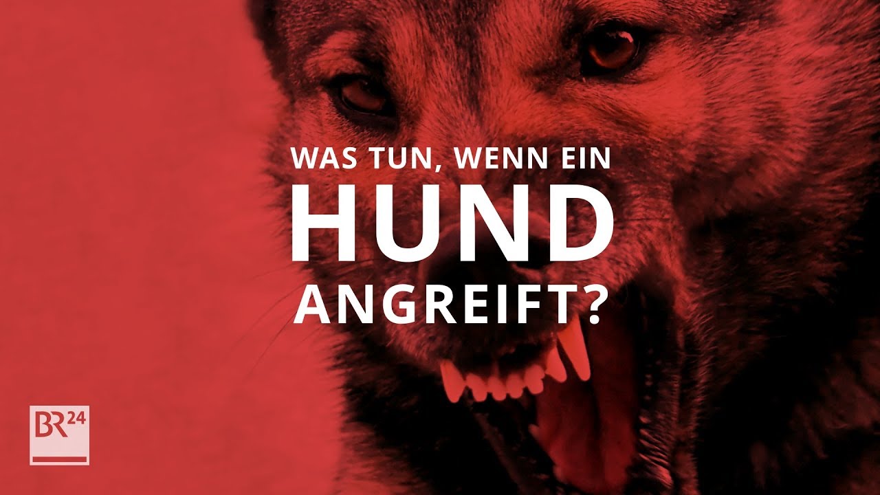 Was tun, wenn ein Hund angreift? #fragBR24? | BR24 - YouTube