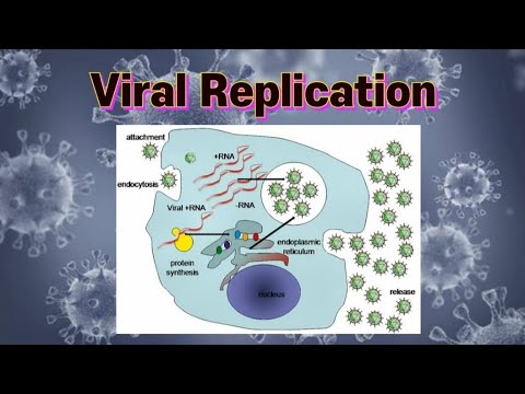   شرح مبسط للتكاثر الفيروسات   