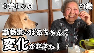 犬嫌いなおばあちゃん91歳とゴールデンレトリバー子犬回目の再会で奇跡が起こる【大型犬の子犬と暮らす】