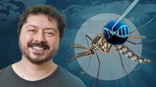 A armadilha de DNA que pode extinguir os mosquitos