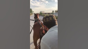 Beautiful Horse in Traditional Tanga Very Unique Video #shorts