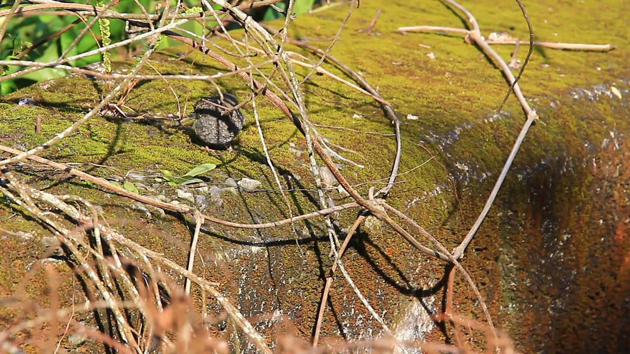 The male Plumbeous water redstart feeding his baby, 鉛色水鶇育雛 