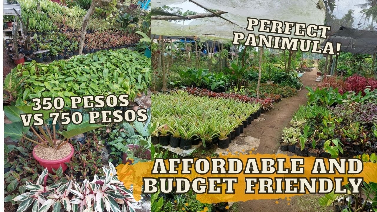 AFFORDABLE AND BUDGET FRIENDLY NA PLANT GARDEN SA SILANG CAVITE