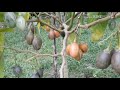 Tomate de árvore, Tamarilho ou Tomate Japonês.