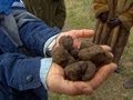 Truffles the most expensive food in the world