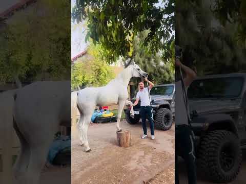 الخيل العربيه اكسبلور Trending Funny