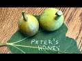 Peter's Honey Fig Tasting September 2025