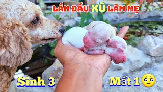 Lần Đầu Làm Mẹ Xù Đẻ Rơi Con Ở Ngoài Vườn - Sửa Lại Chuồng Và Cho Công Ăn / Quế Nghịch