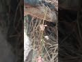Creation of Nature #youtube #youtubeshorts #nature #subscribe