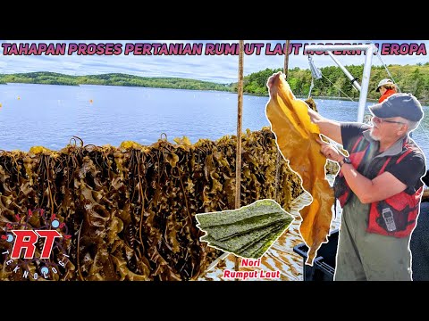 Video: Di manakah rumput laut tumbuh?