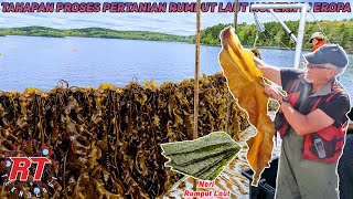 PERTANIAN MODERN RUMPUT LAUT DI EROPA | SUGAR KELP SEAWEED AGRICULTURE