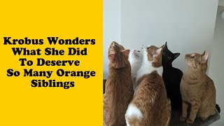 50 Times Ginger Cats Proved Just How Hilariously Unpredictable They Really Are  Funny cat