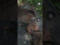 Hay más de 100 gatos abandonados que viven detrás de un Publix en Hialeah.