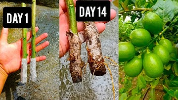 How to grow lemon tree from cuttings using tissue paper - With 100% success