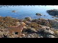 Beach Day With My Puppy!