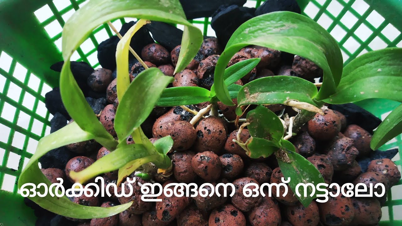 Orchids in clay balls , passive hydroponic , netpots how to prepare