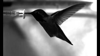 Annas Hummingbird Hovers in Still Air