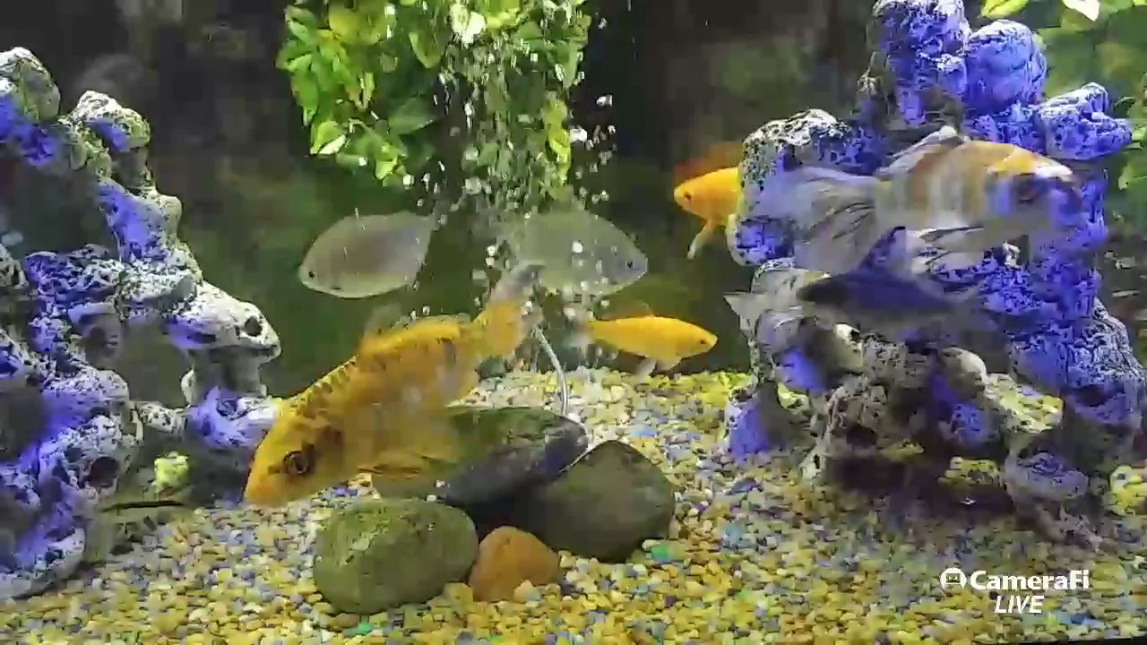 camera iphone 8 plus apk David Betancourts aquariums live stream for the fish enthusiasts