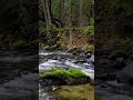 Moments of zen: Rushing water and mossy stones at the Little Applegate River