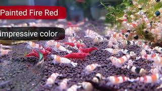 Painted Fire Red - Aqua Home Sieuthithuysinh.com