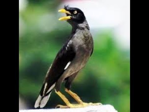 6 Cara Menjinakkan Jalak Kebo Liar Dengan Mudah Youtube