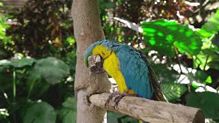 Close-Up Shot Macaw parrot #macaw