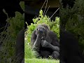 Dublin Zoo - Bangui the gorilla