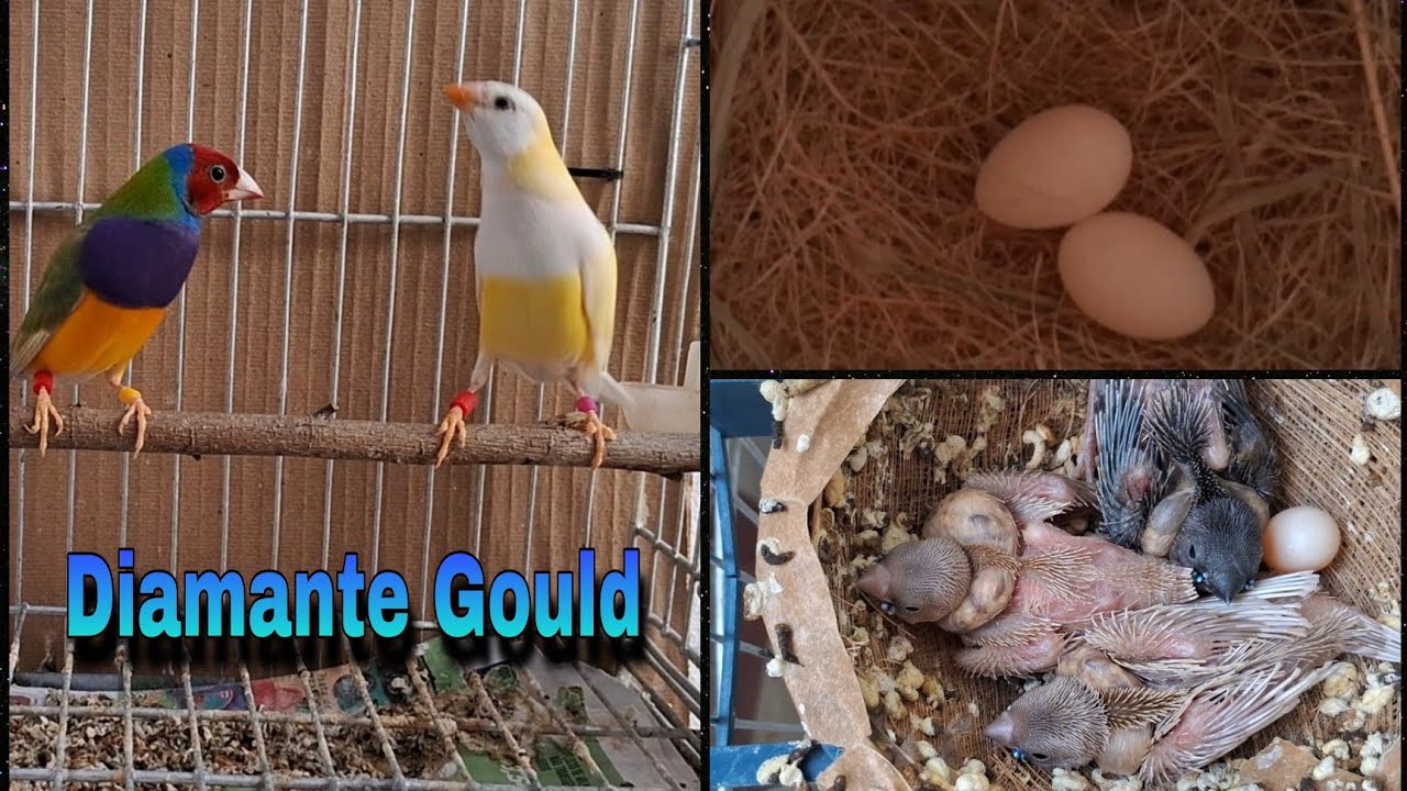 Criação de Diamante Gould com 6 filhotes 🕊🐦🐤