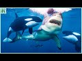 2 Orcas DESTROY Massive Shark | Ruthless Kill